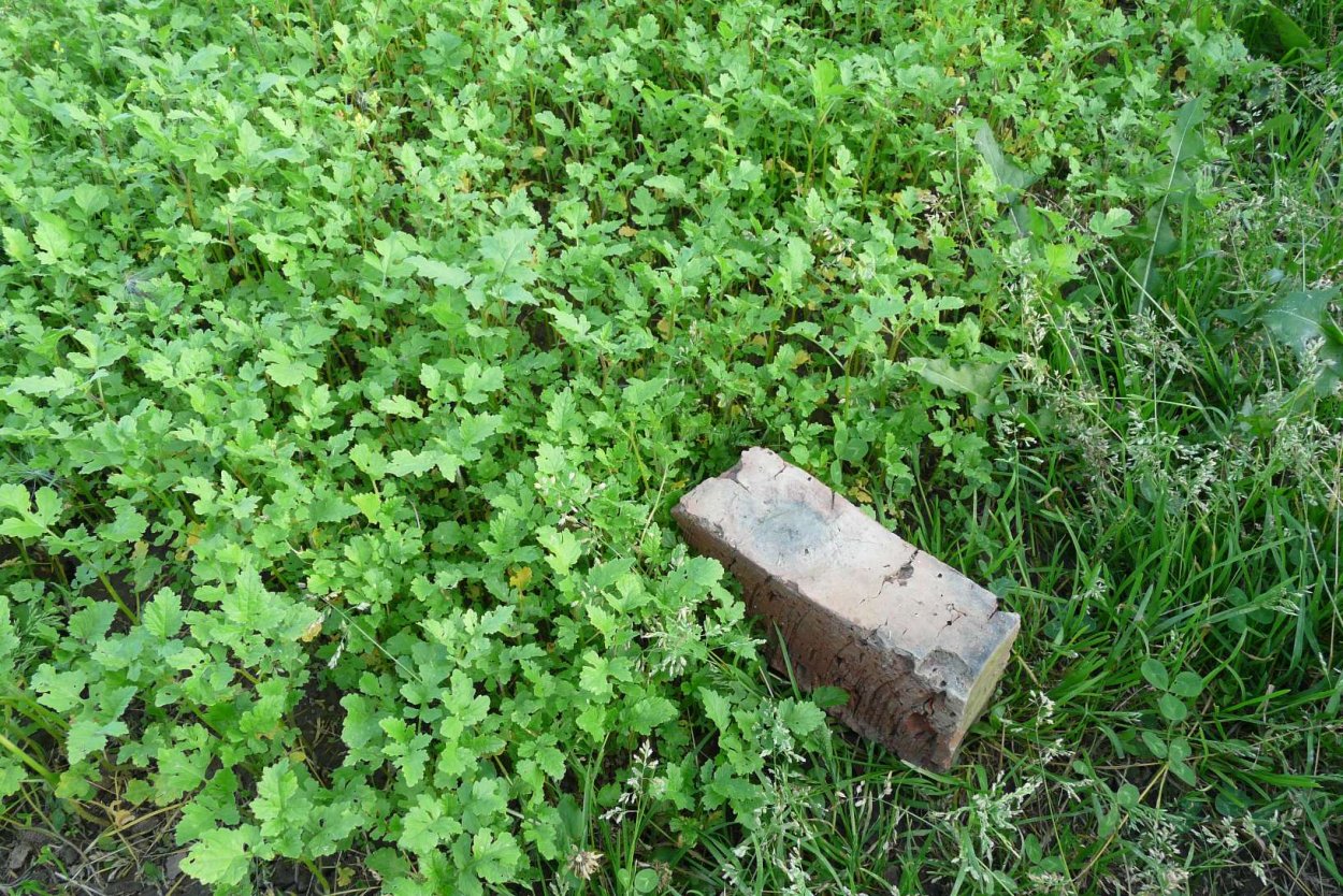 Горчица растение