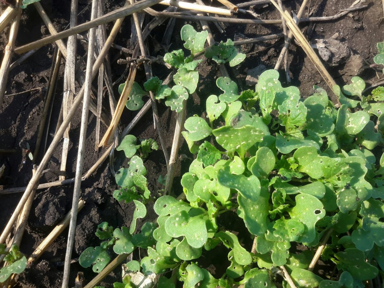 Горчица белая ростки