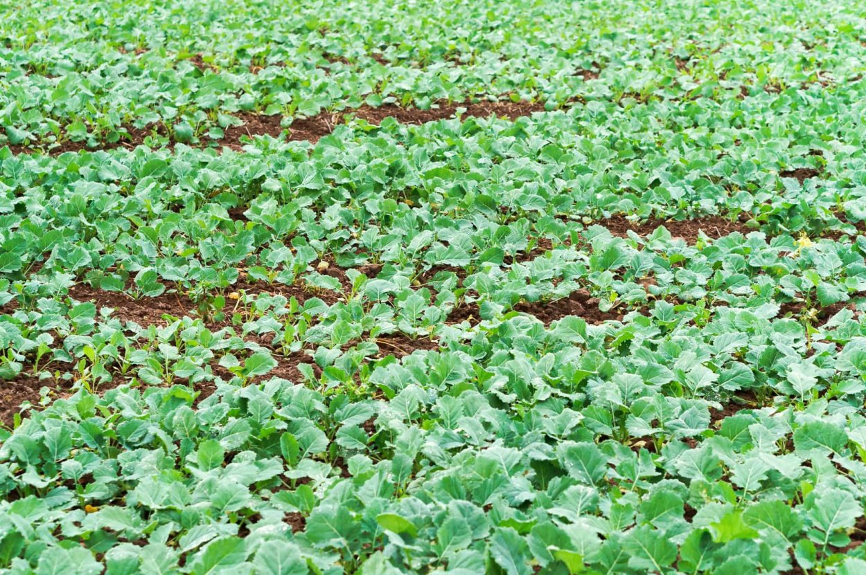 Горчица сидерат