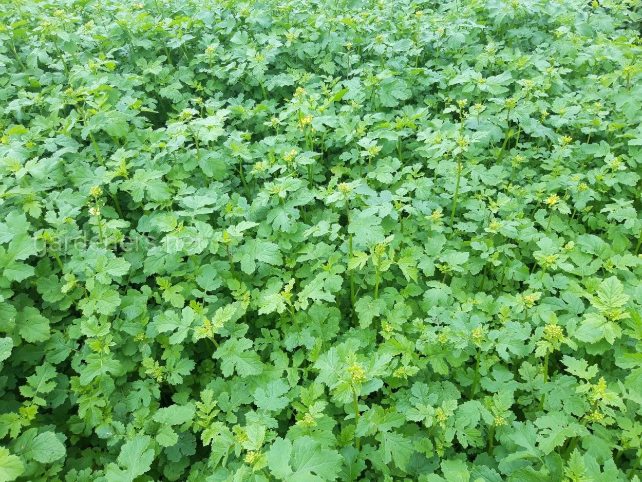 Люцерна на участке