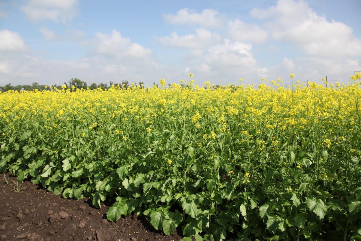 Горчица желтая сидерат