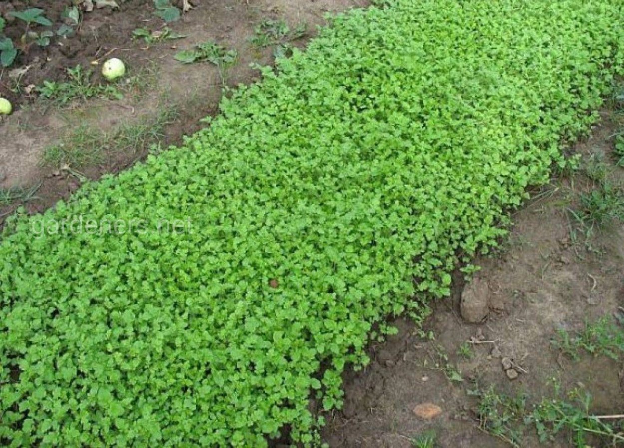 Горчица желтая сидерат