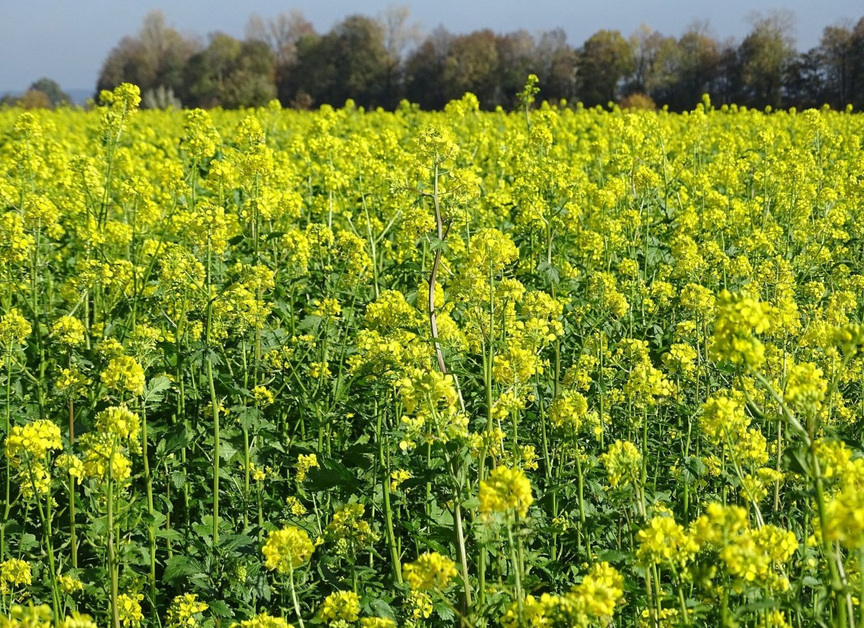 Горчица растение сидерат