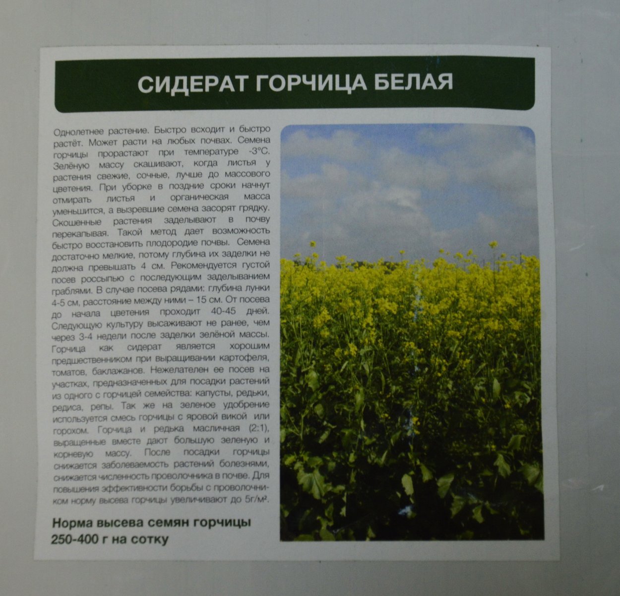 Посадка горчицы сидерат