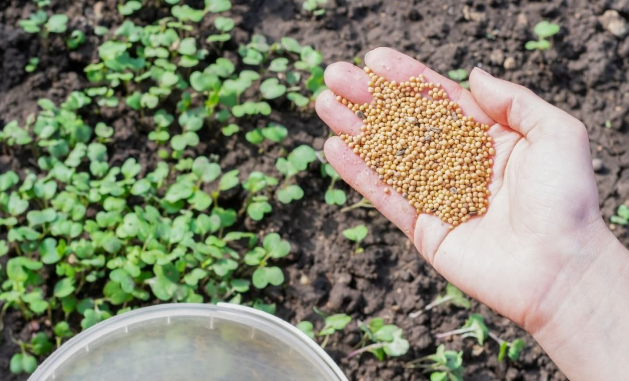 Горчица белая семена для посева