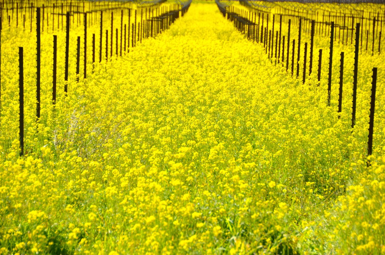 Горчица сидерат трава