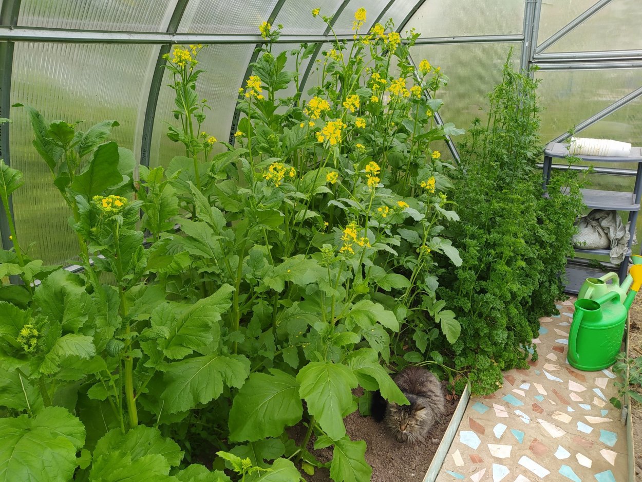 Горчица посевная сидерат