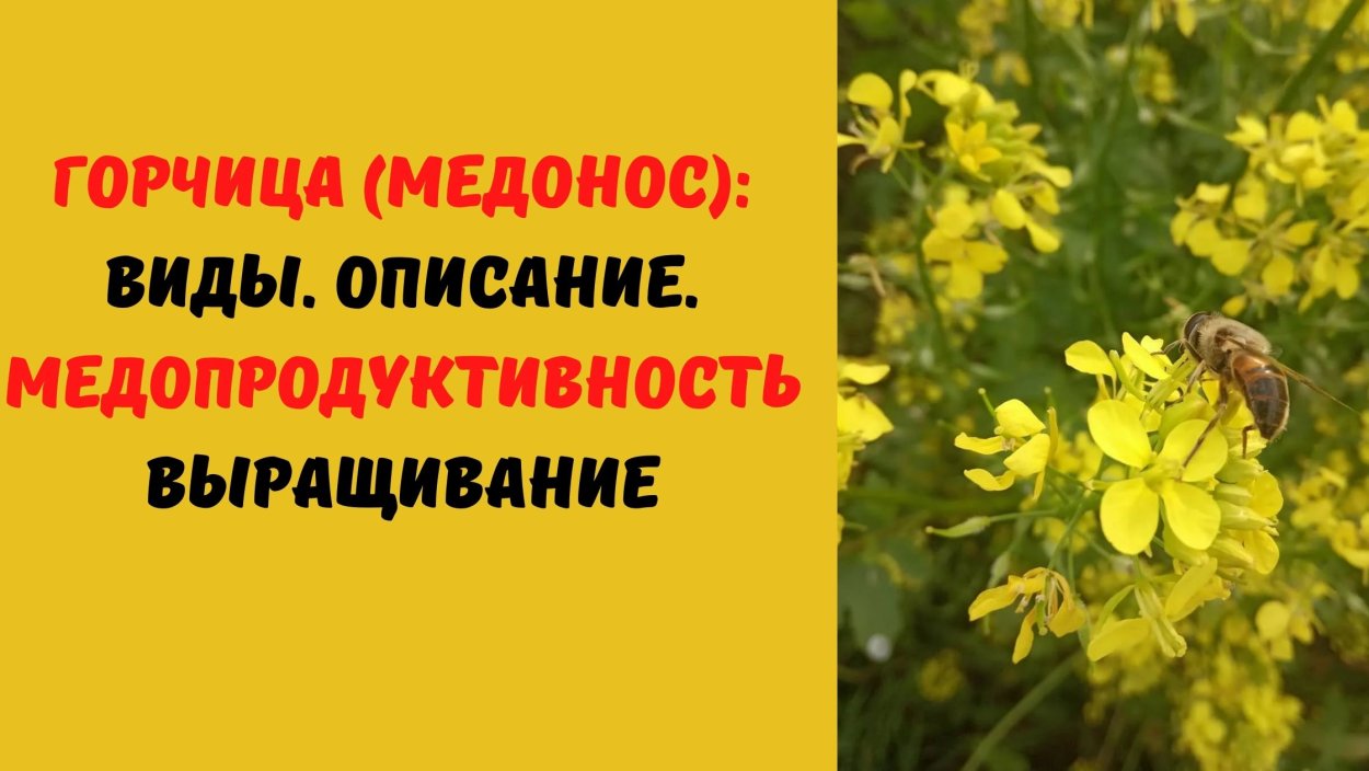 Горчица сарептская