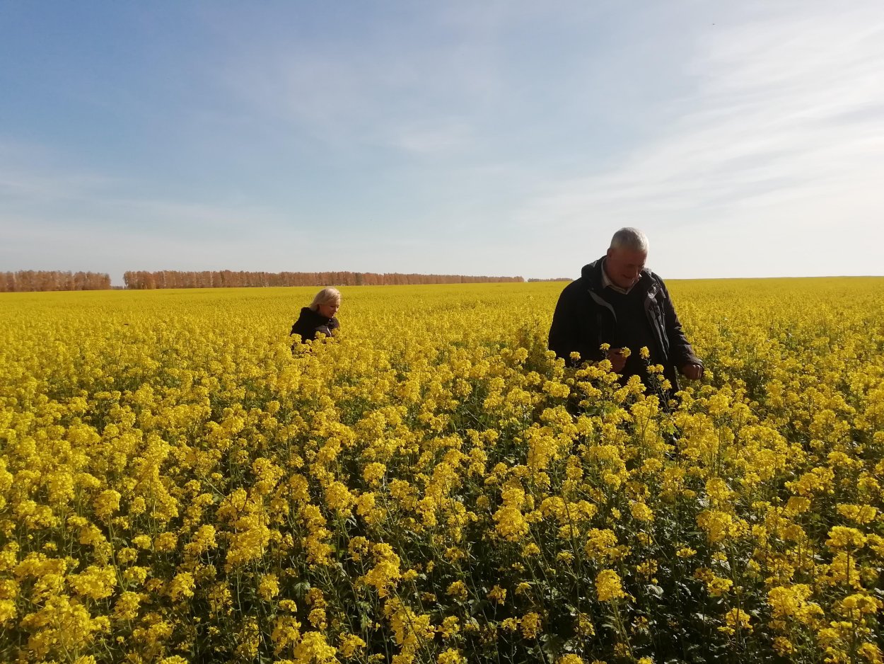 Горчица белая сидерат на ранних стадиях