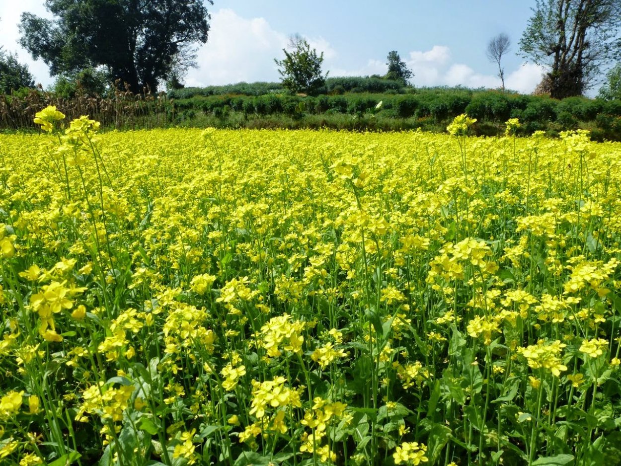 Сидераты весной таблица