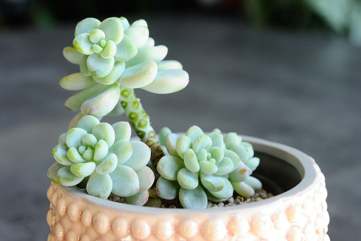 Суккуленты маленькие