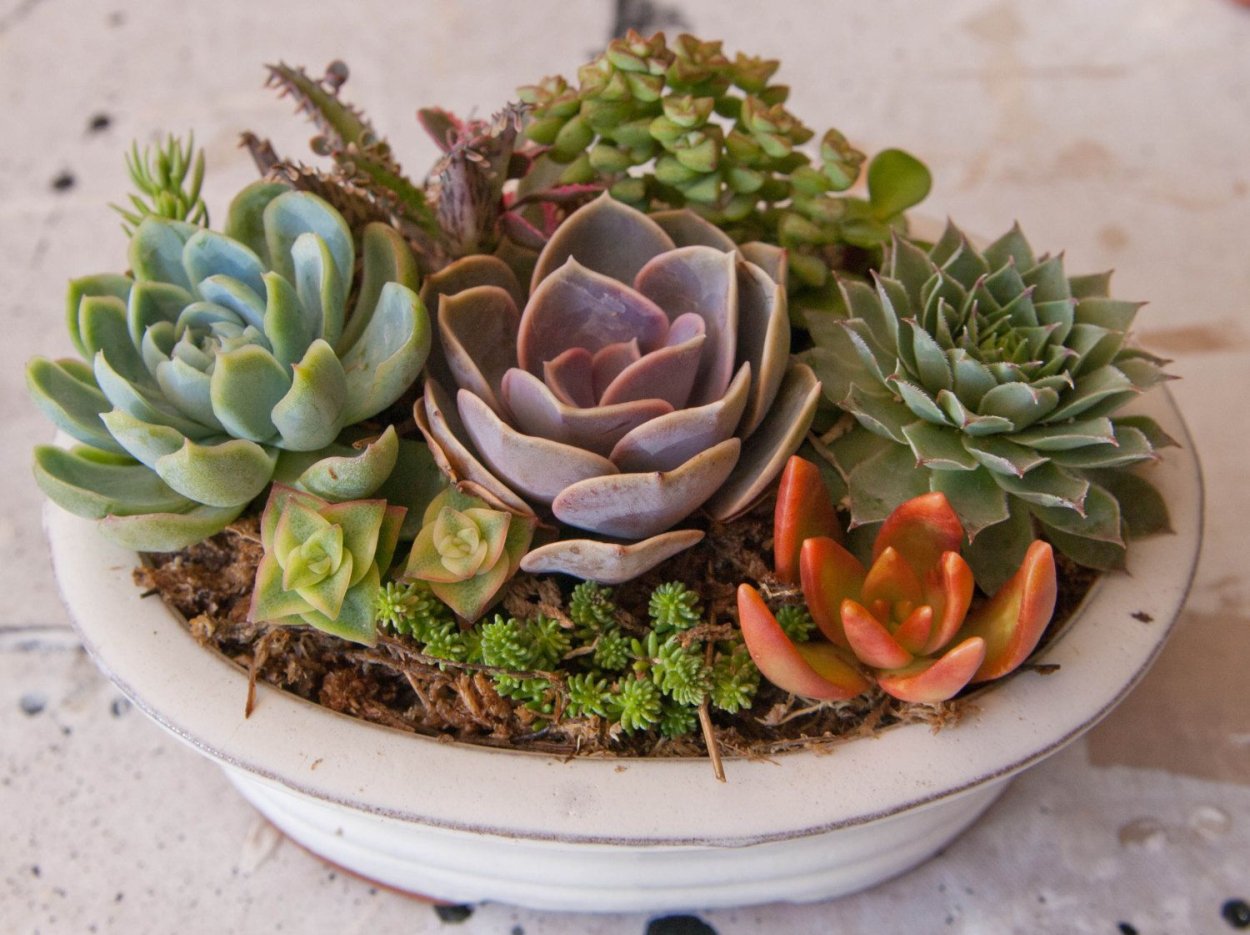 Фитокартина молодило