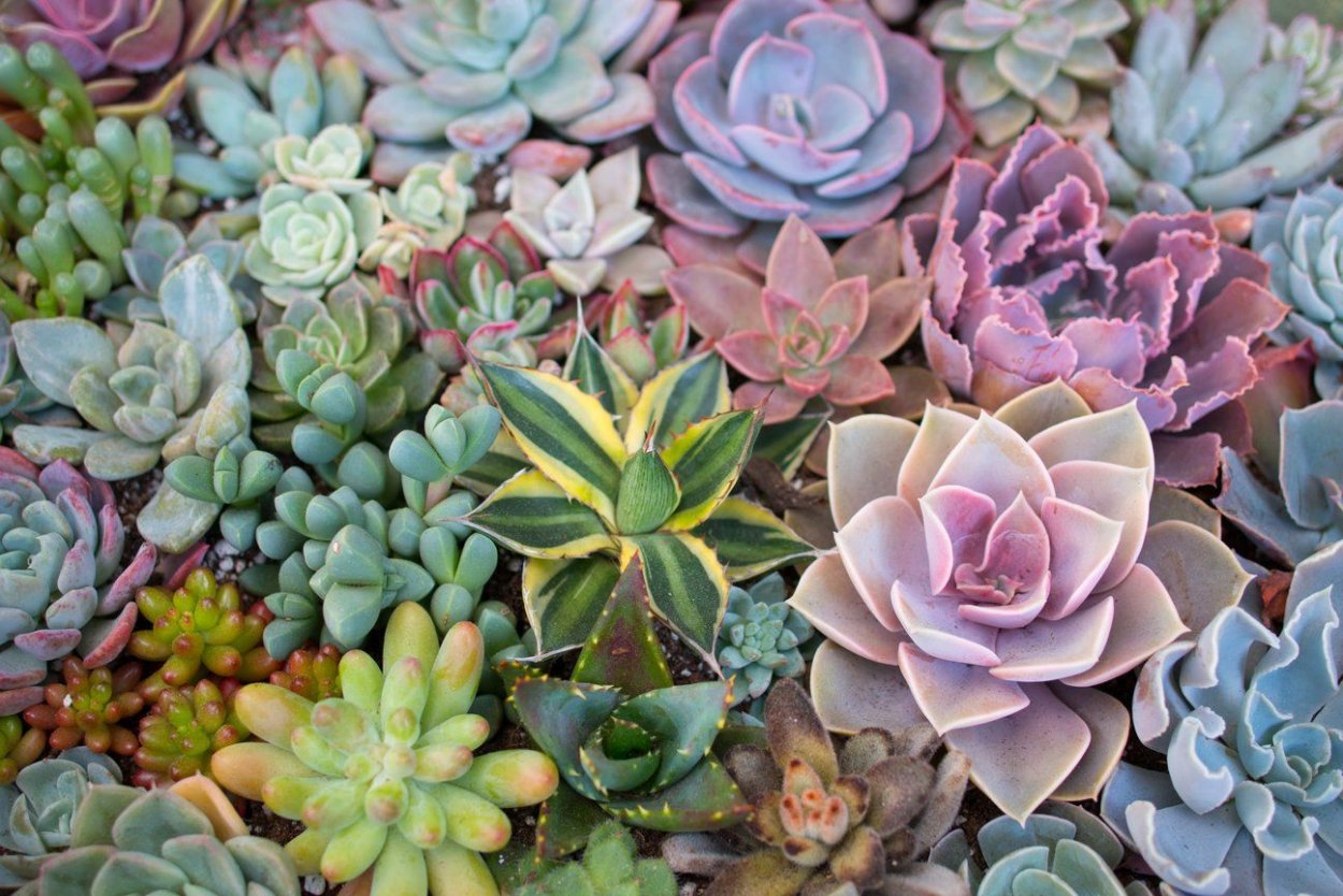 Суккулент эхеверия хавортия