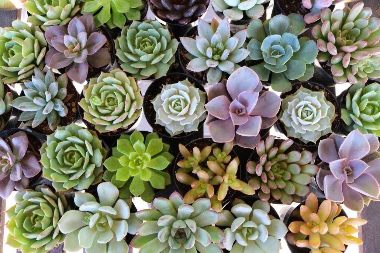 Суккулент эхеверия Echeveria