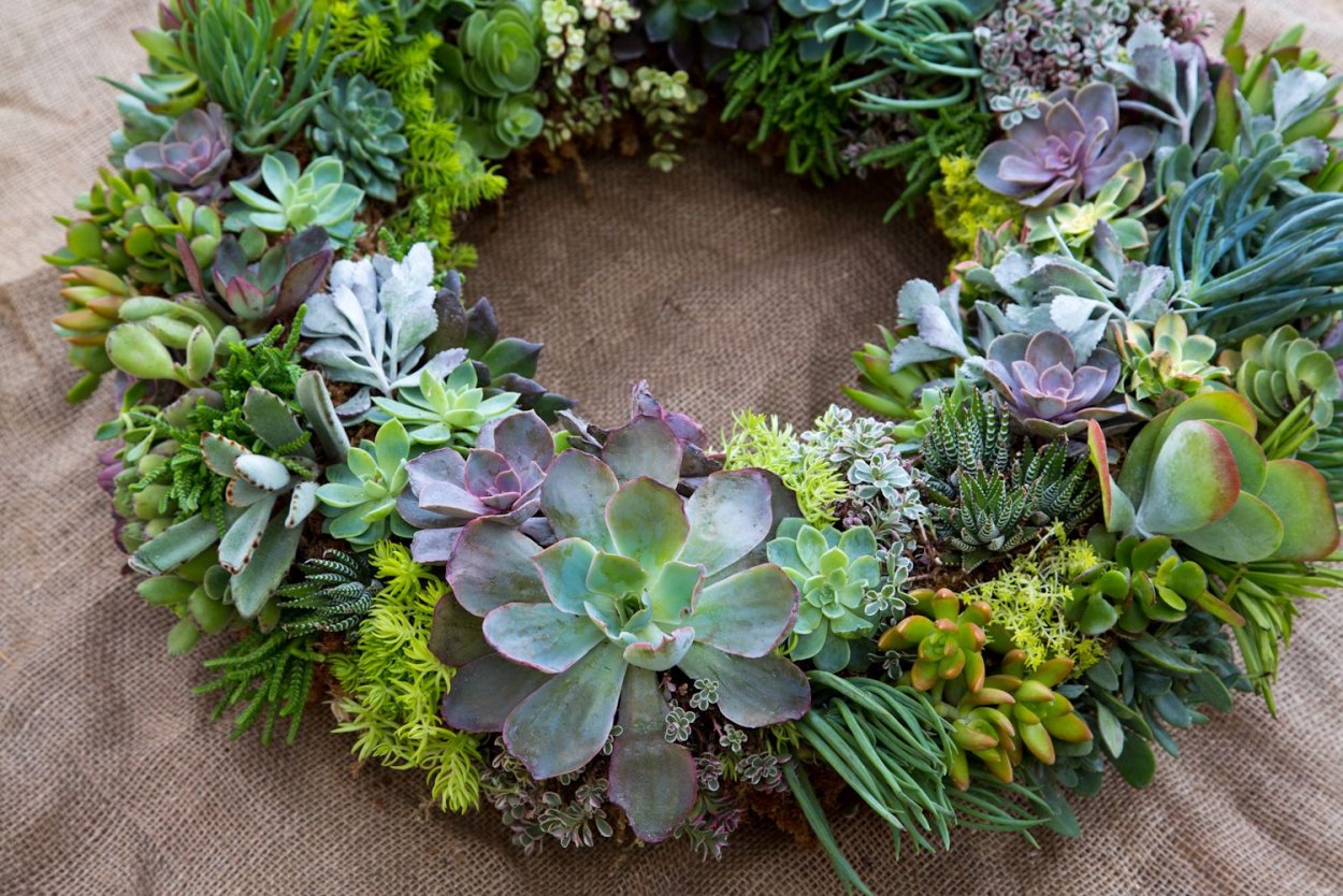 Эхеверия гигантская