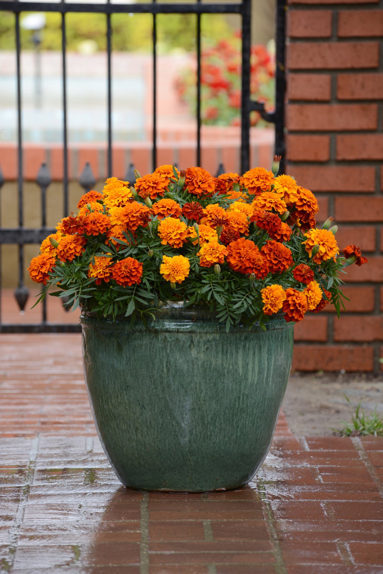 Календула, бархатцы Garden Marigold