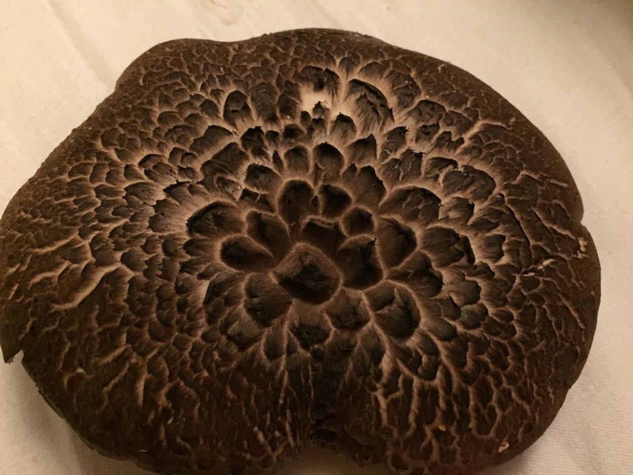 Гриб ежовик чешуйчатый