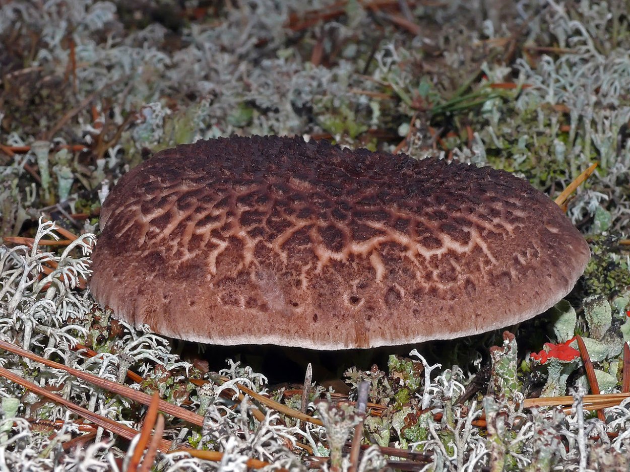 Ежовик шероховатый