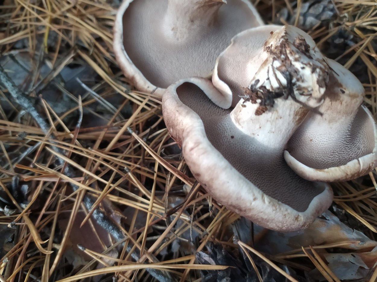 Гриб ежовик чешуйчатый