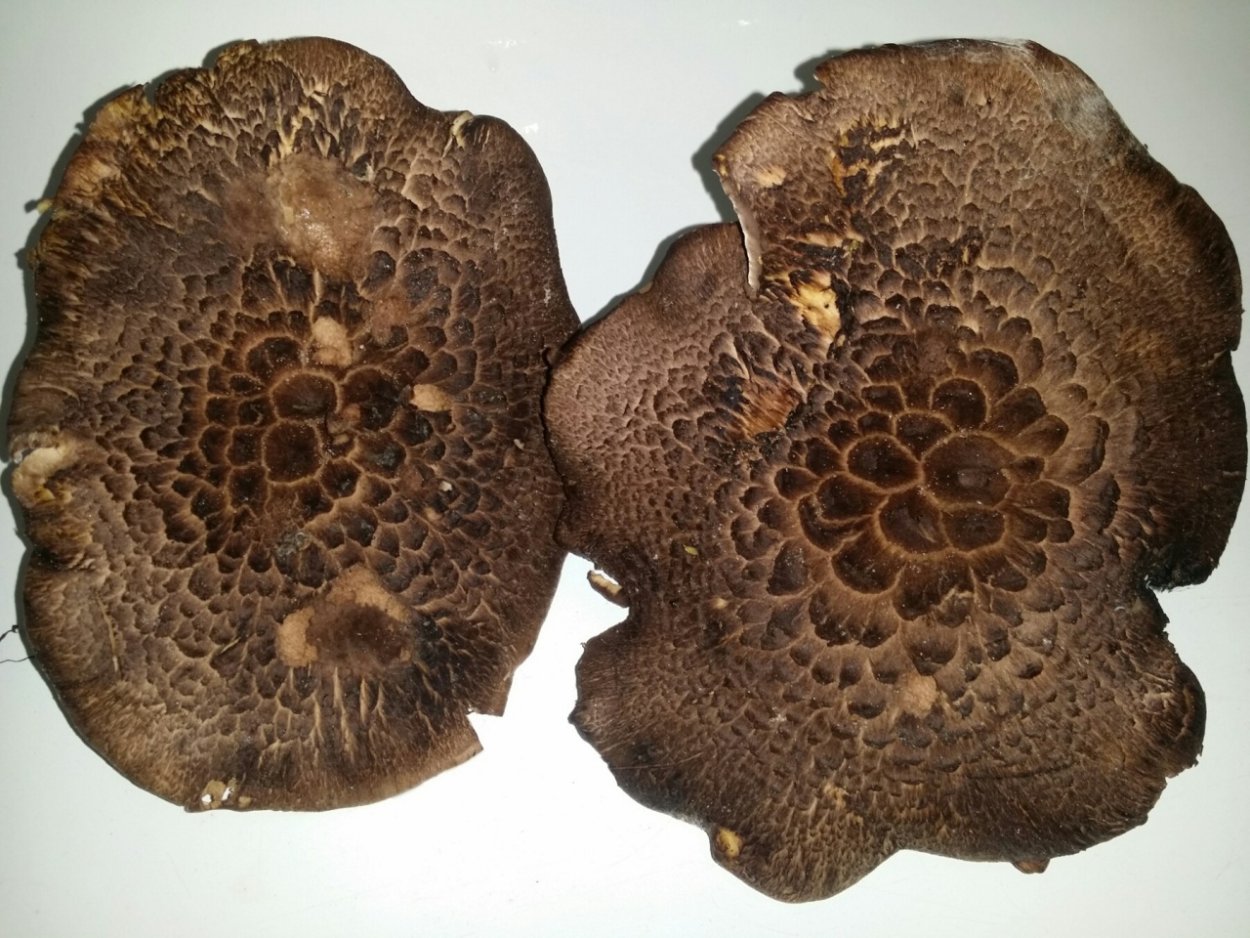 Ежовик пестрый черепитчатый