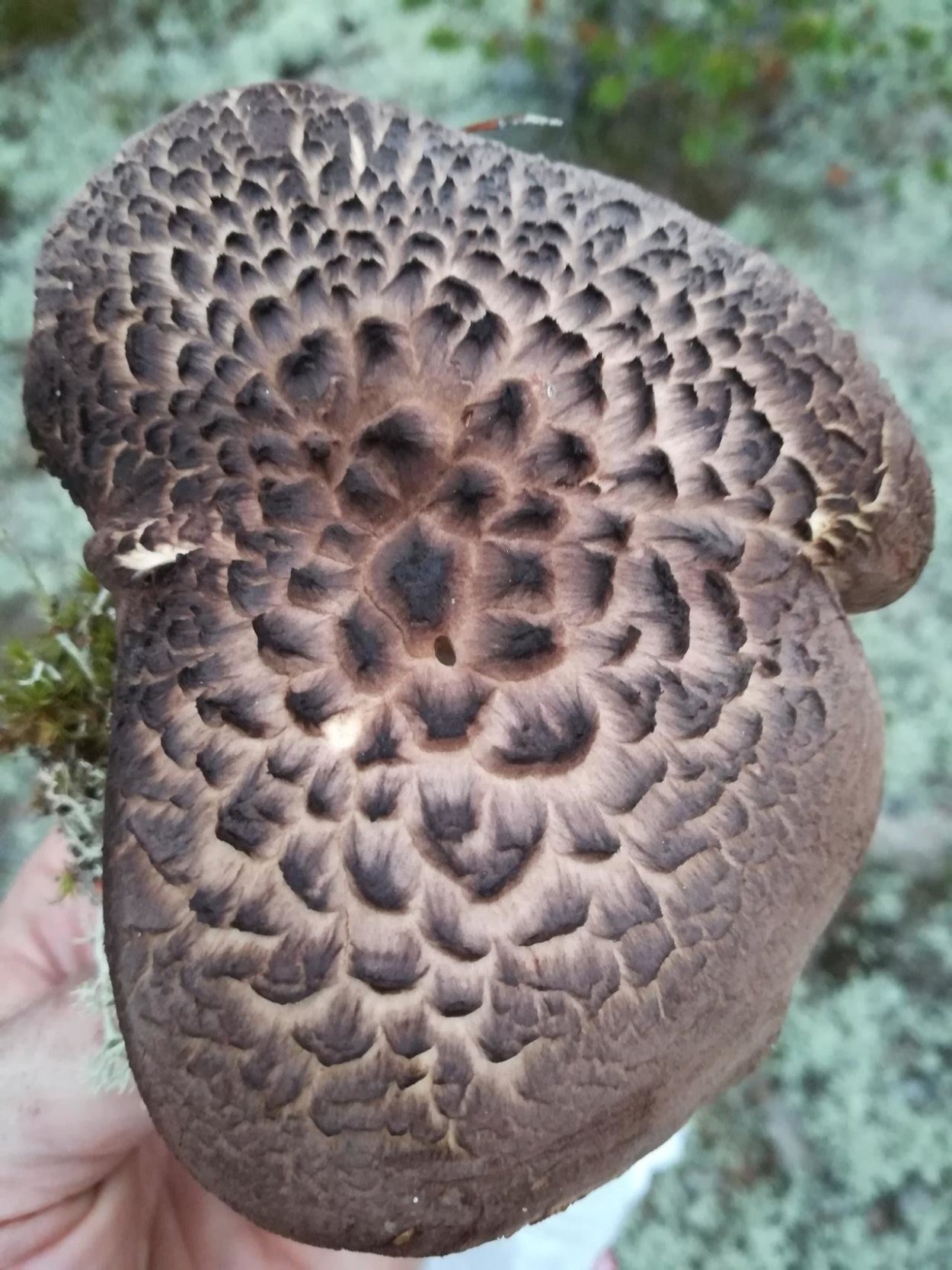 Ежовик пестрый черепитчатый