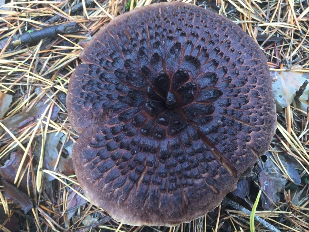 Ежовик пестрый черепитчатый