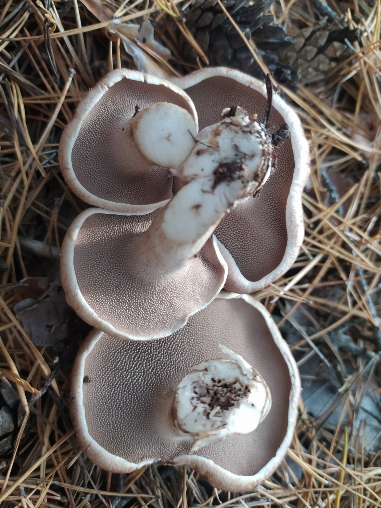 Ежовик пестрый гриб