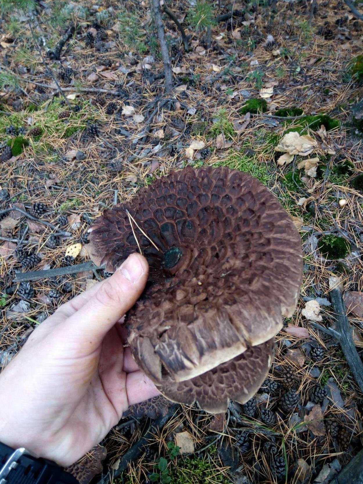 Hydnum imbricatum маленький