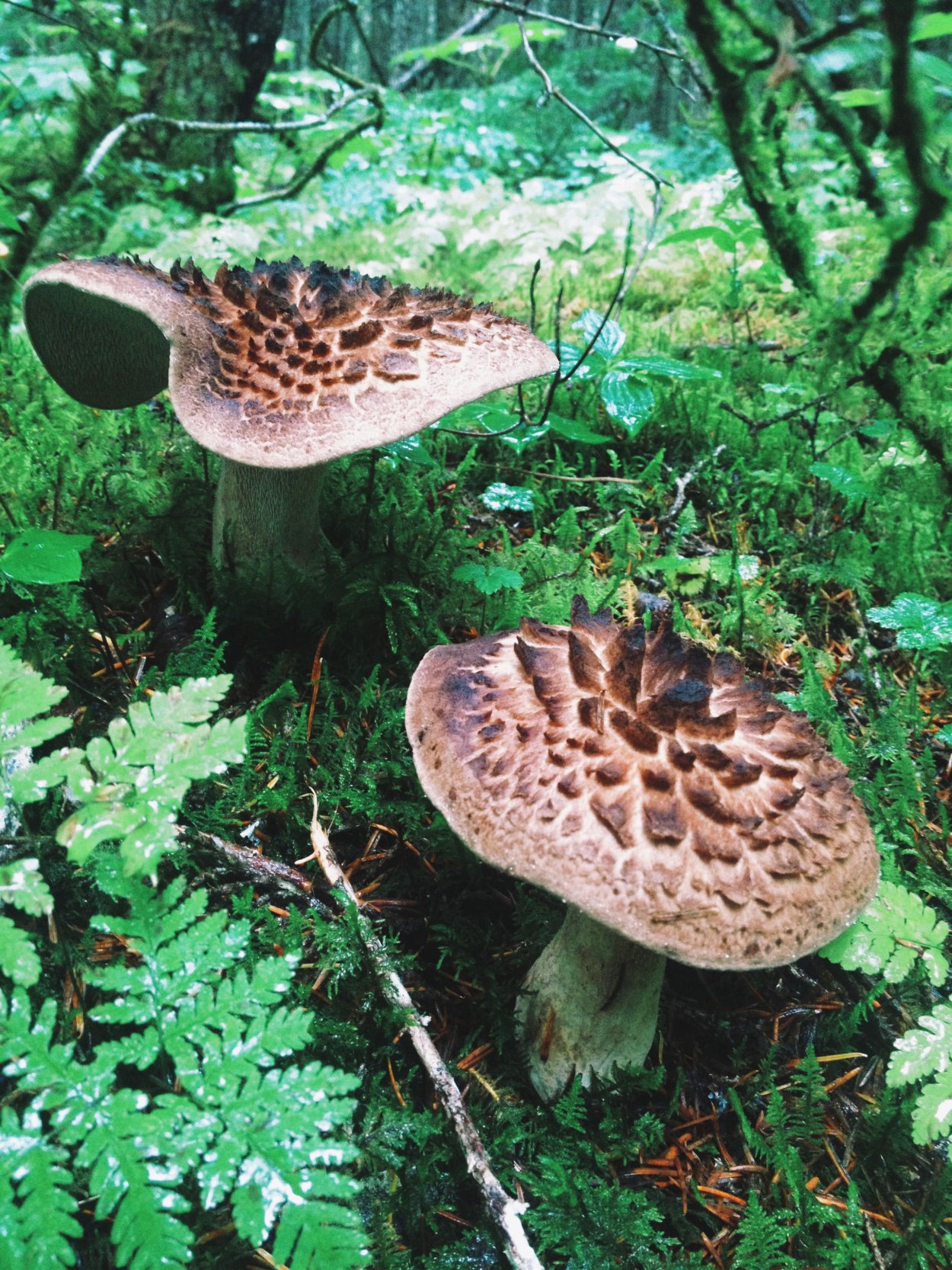 Седло дриады гриб