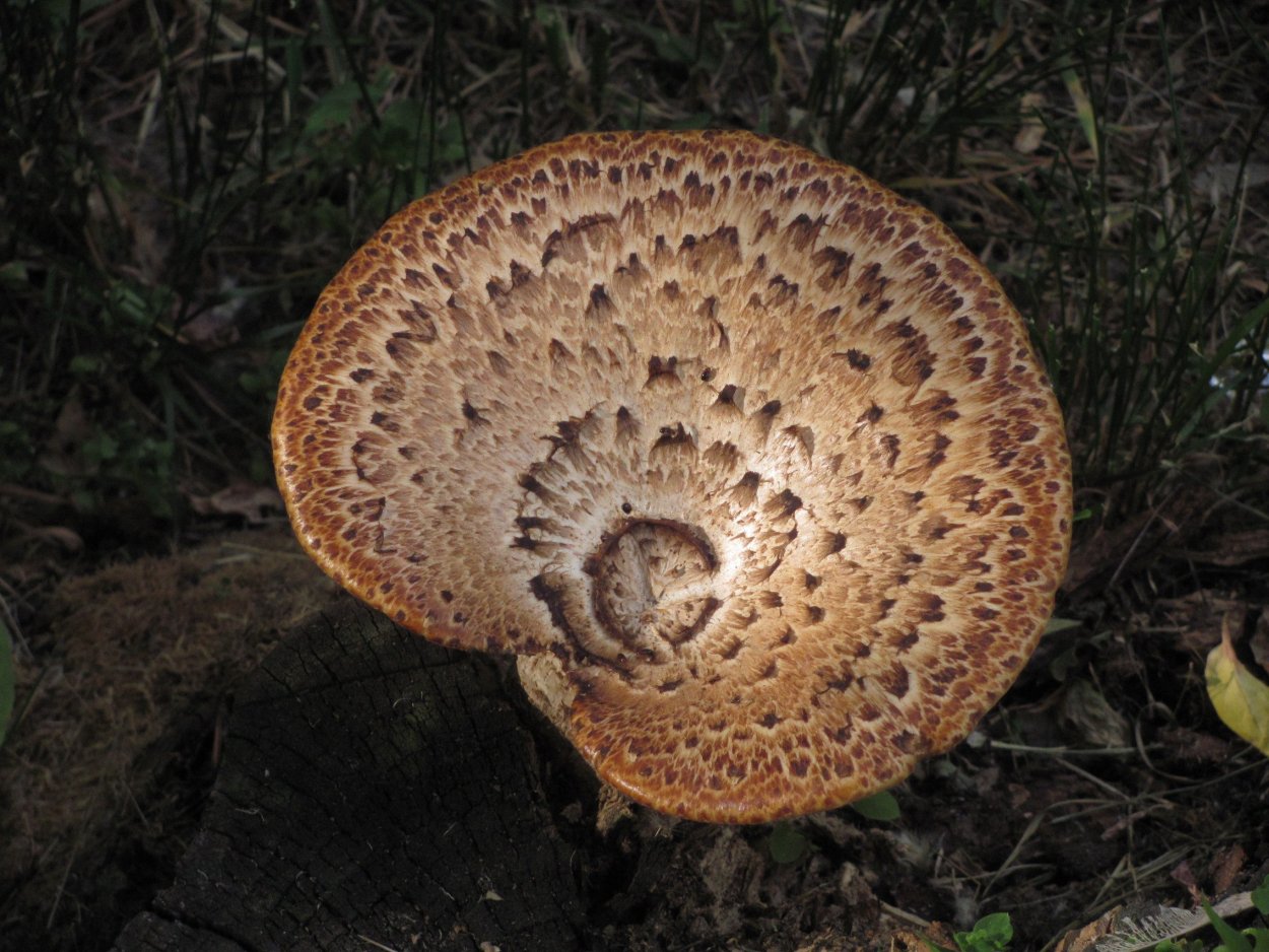 Гриб ежовик чешуйчатый