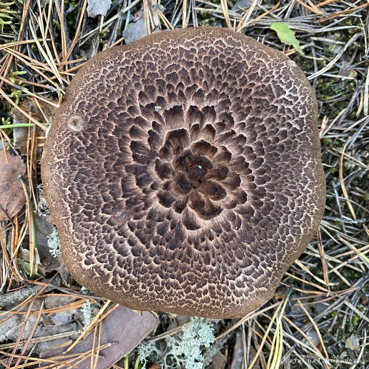 Гриб ежовик черепитчатый