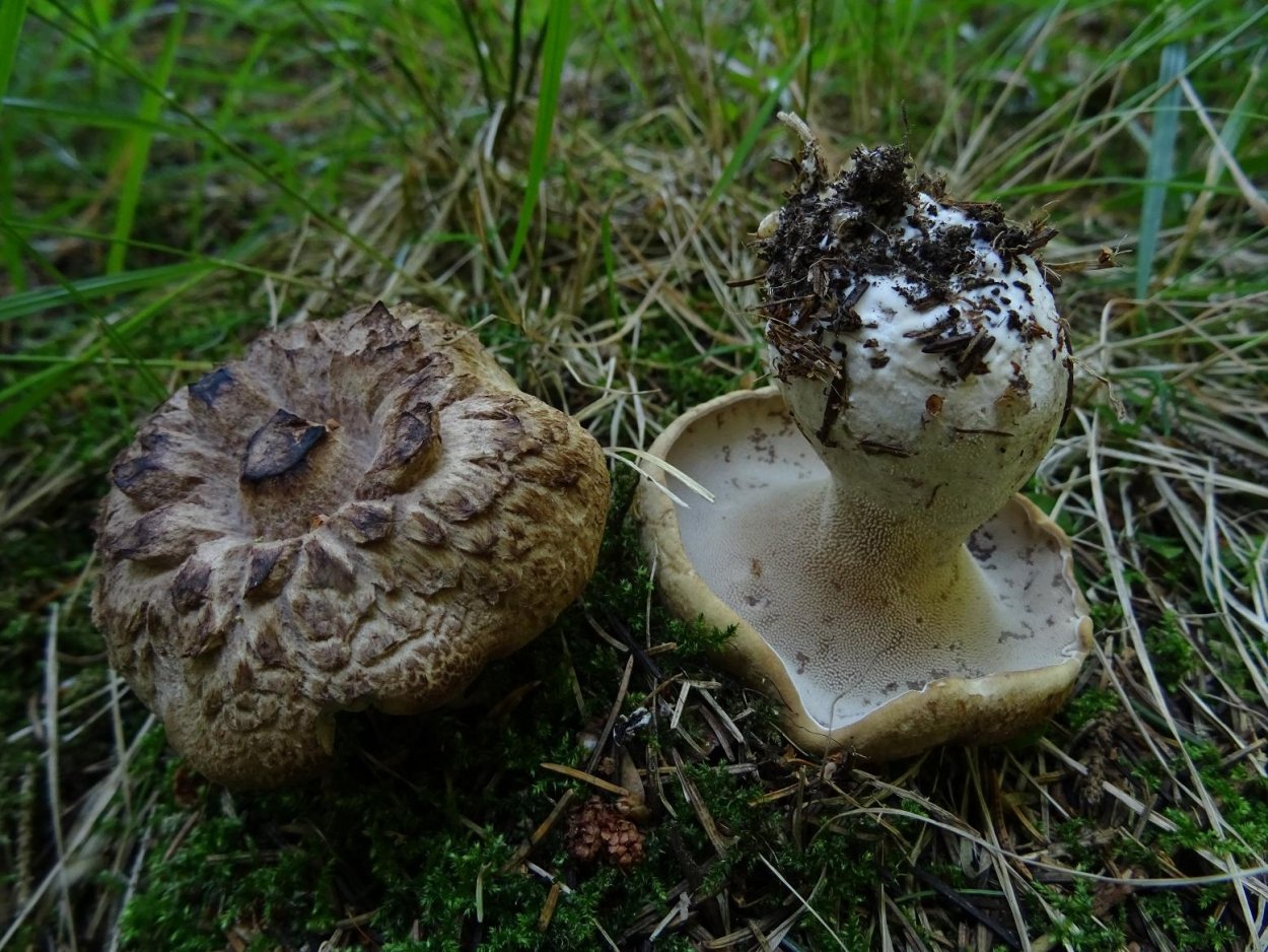 Ежовик черепитчатый