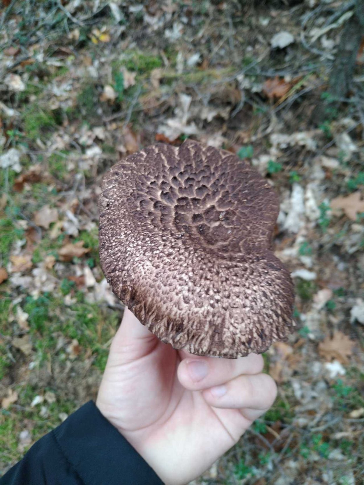 Саркодон черепитчатый