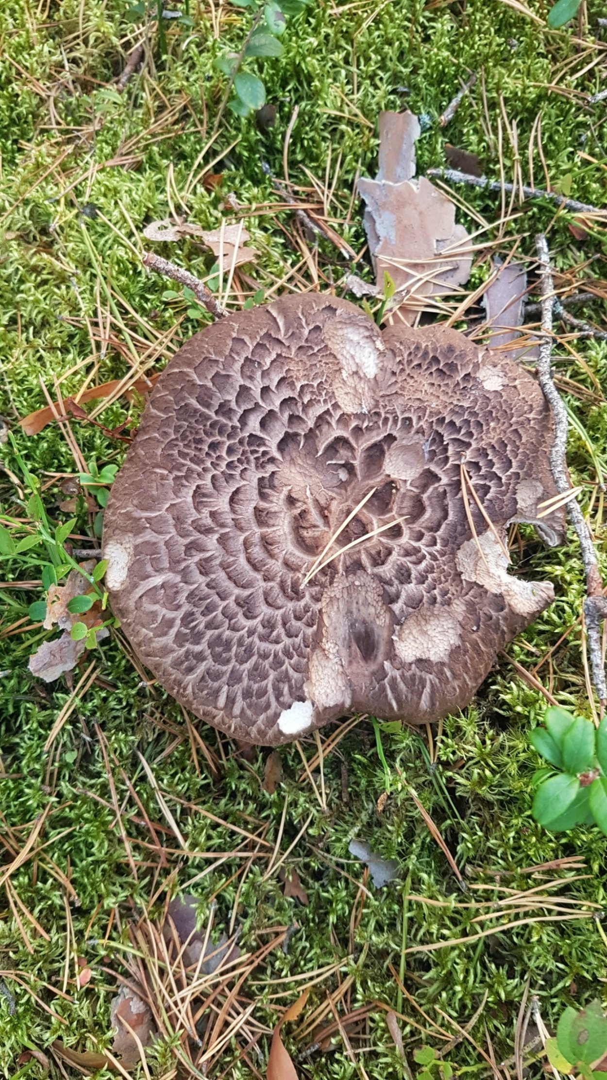 Ежовик пестрый гриб