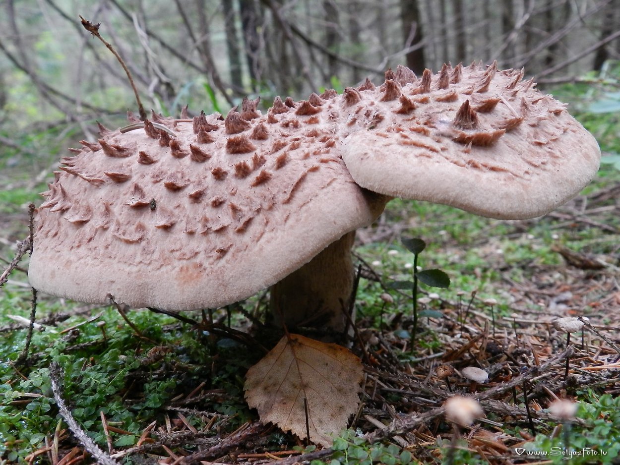 Ежовик пестрый черепитчатый