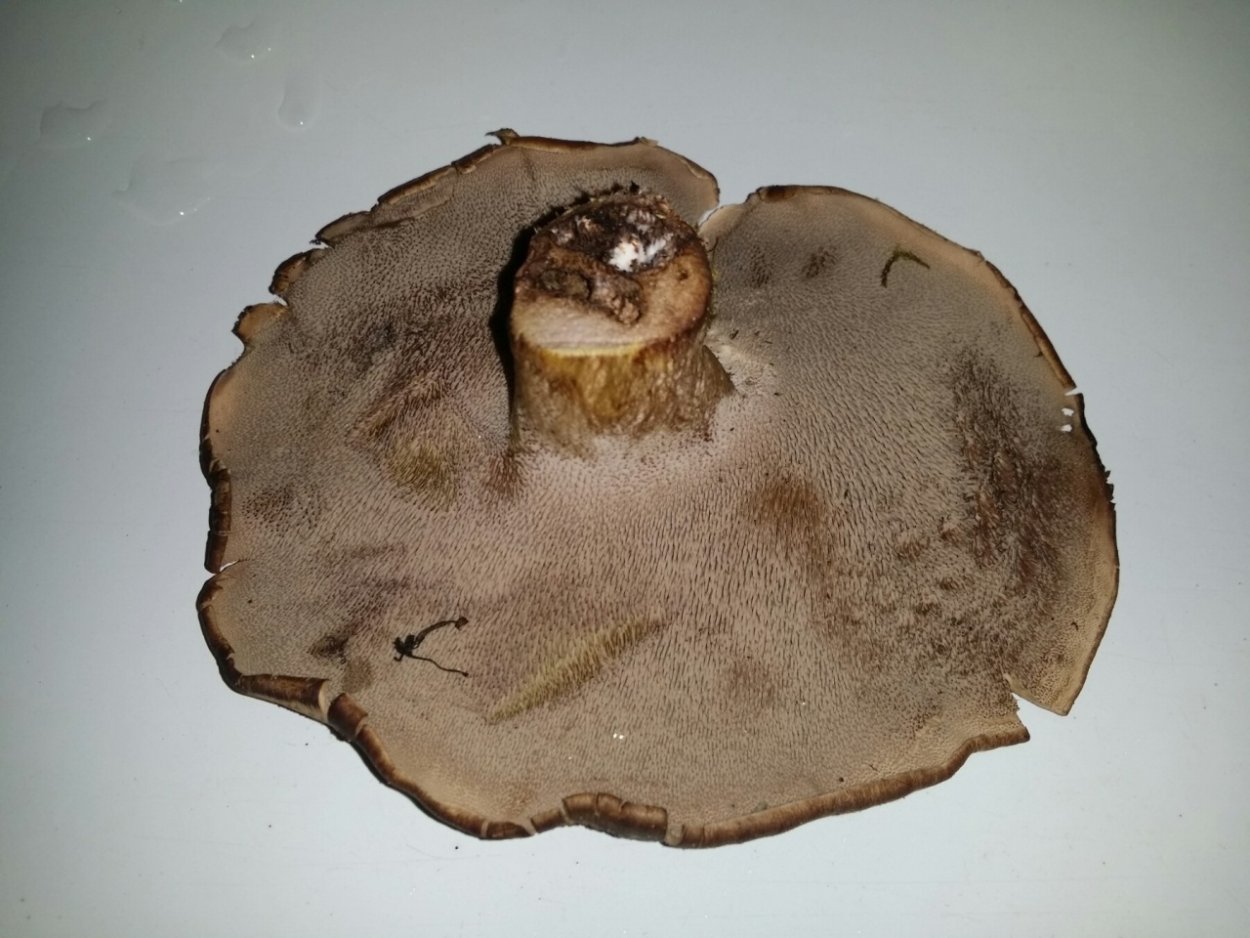 Гриб ежовик черепитчатый