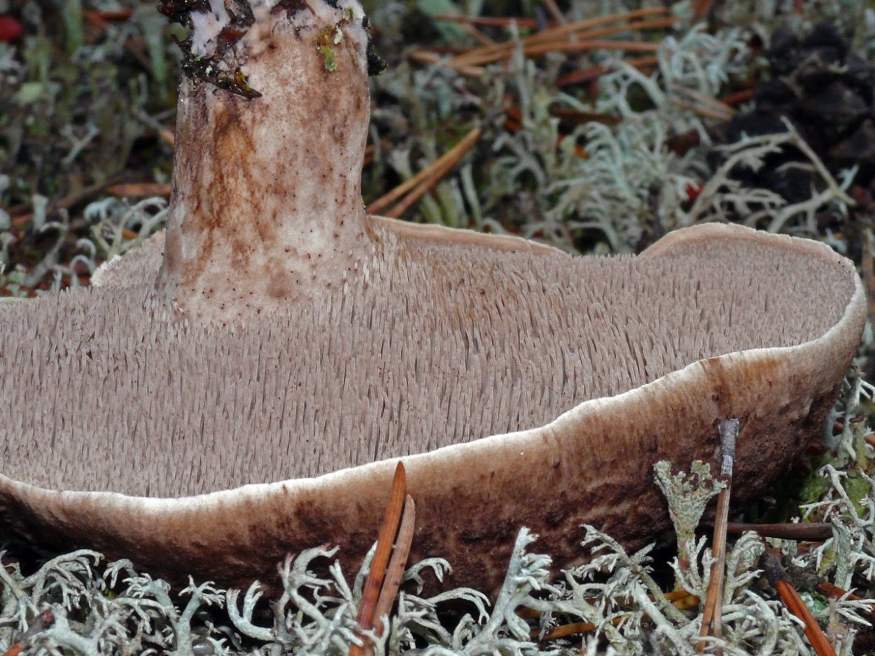 Ежовик синеножковый Sarcodon glaucopus