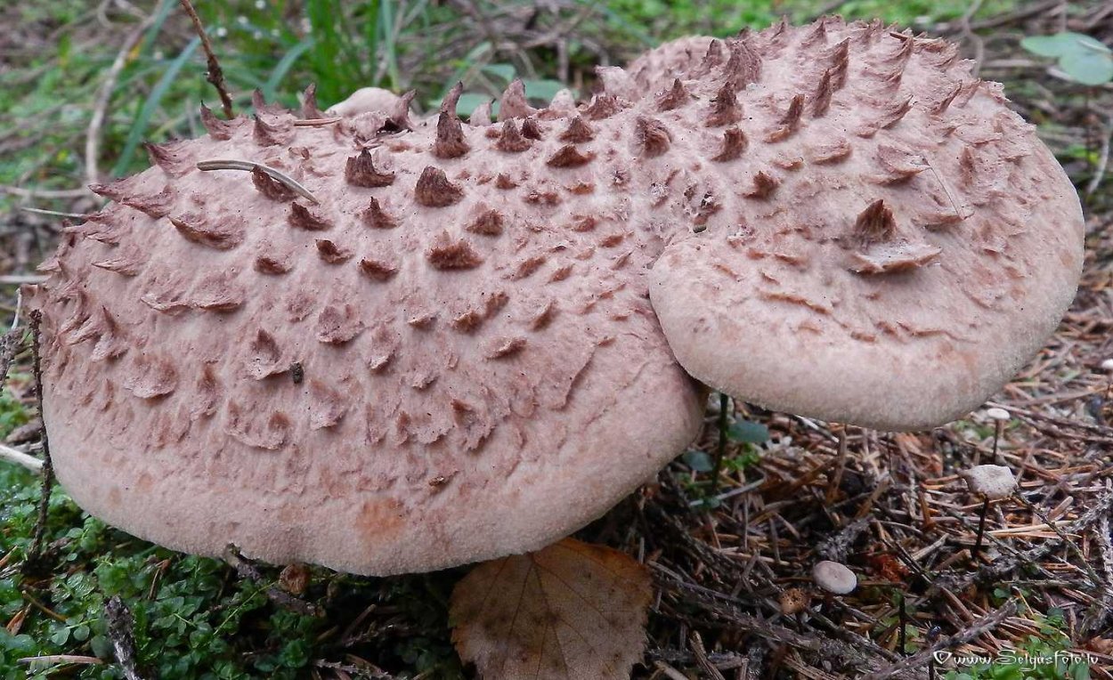 Грибы ежовик жёлтый