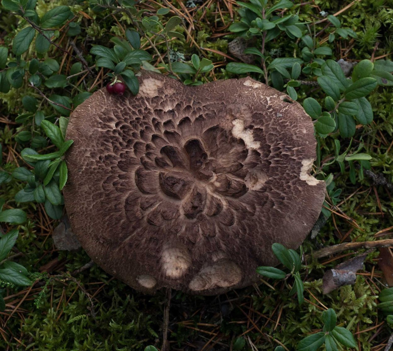 Гриб ежовик черепитчатый