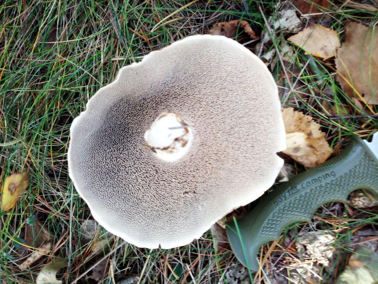 Гриб ежовик черепитчатый