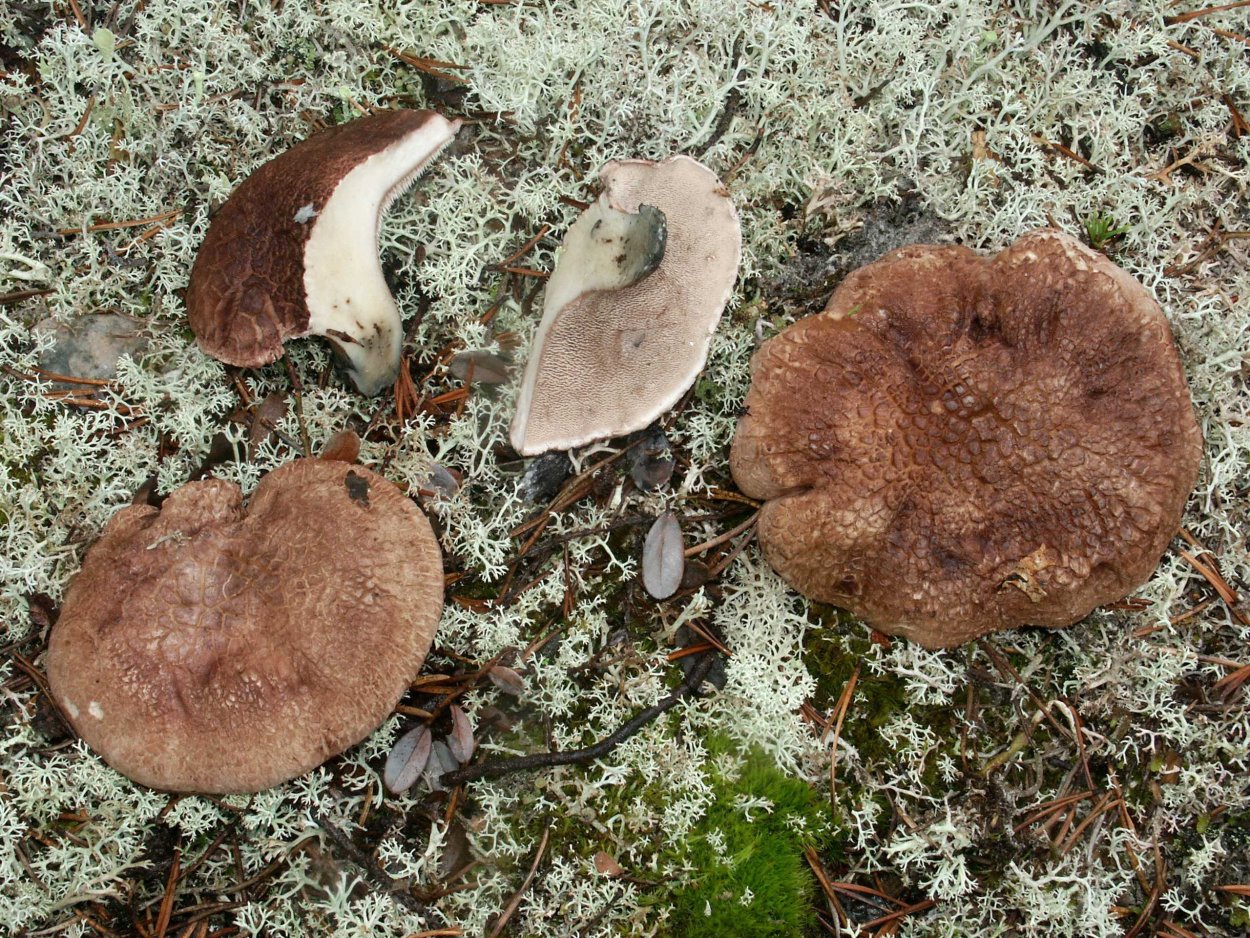 Ежовик пестрый гриб