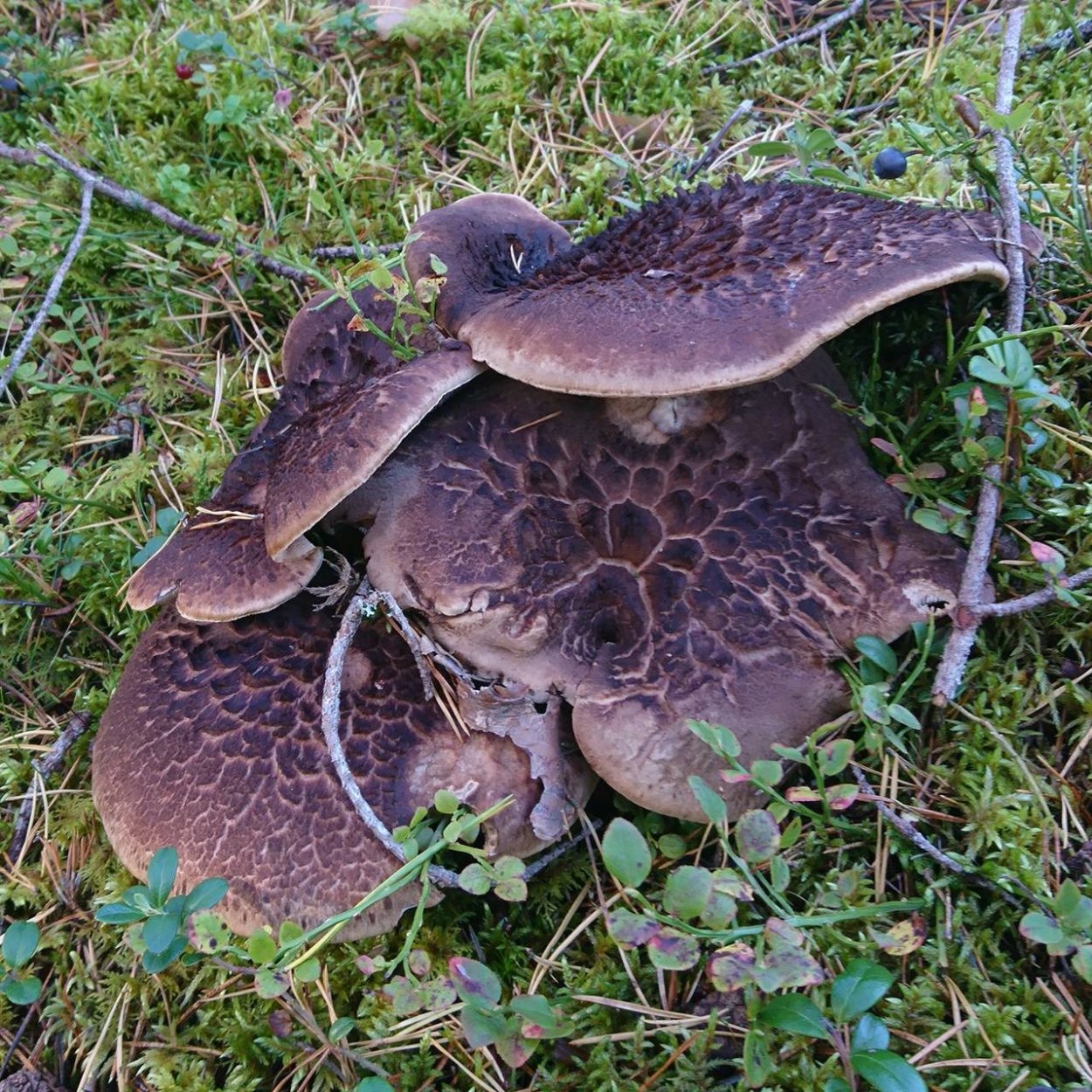 Гриб ежовик чешуйчатый