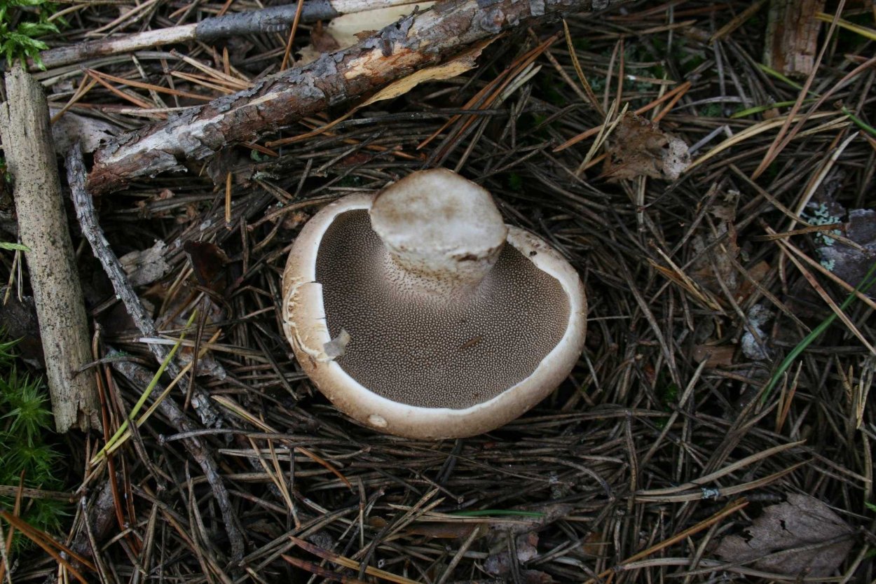 Гриб Саркодон чешуйчатый