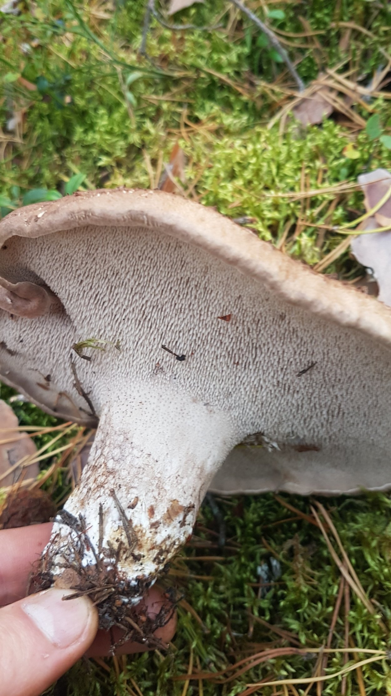 Гриб ежовик черепитчатый