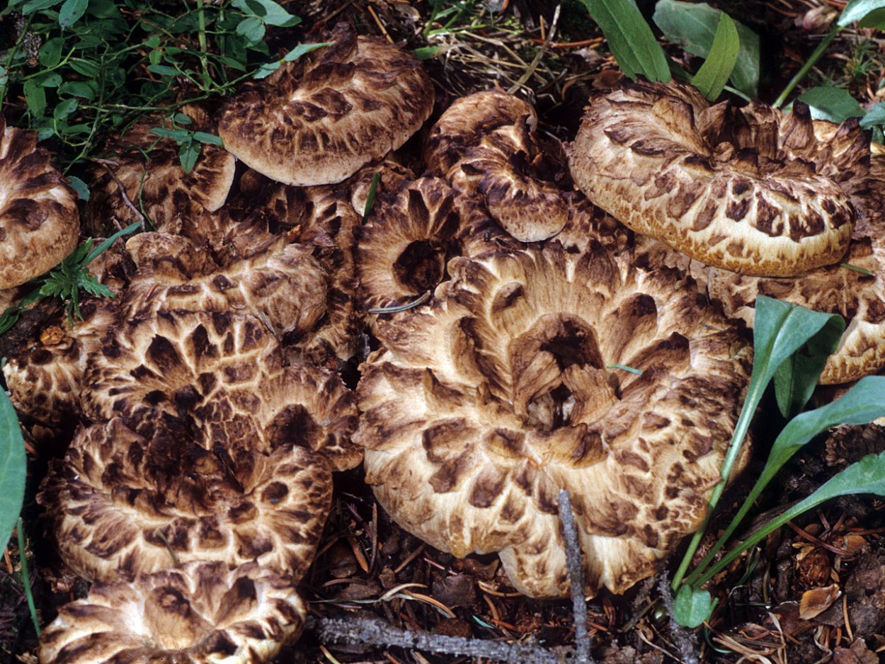 Ежовик синеножковый Sarcodon glaucopus