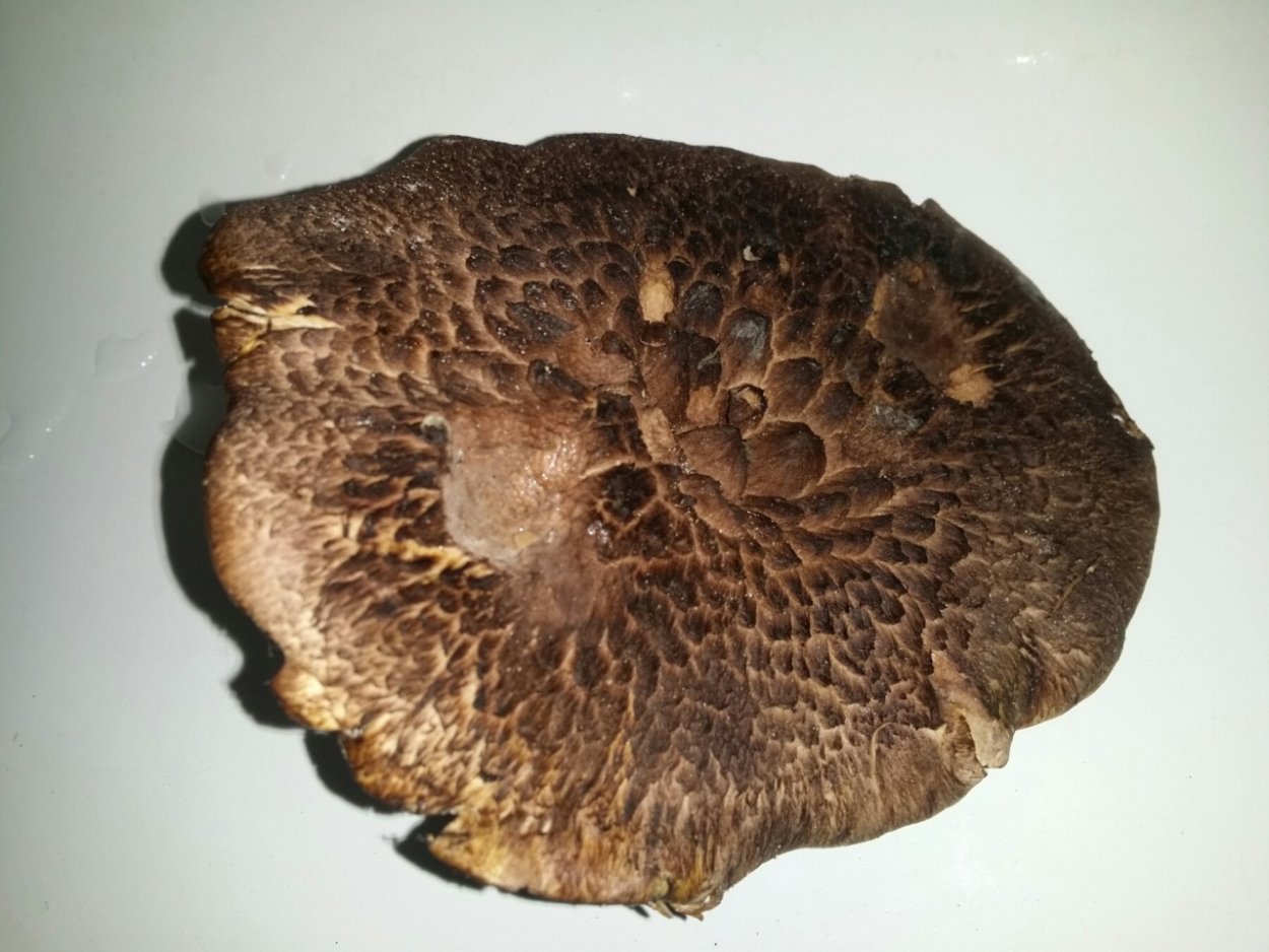 Ежовик пёстрый