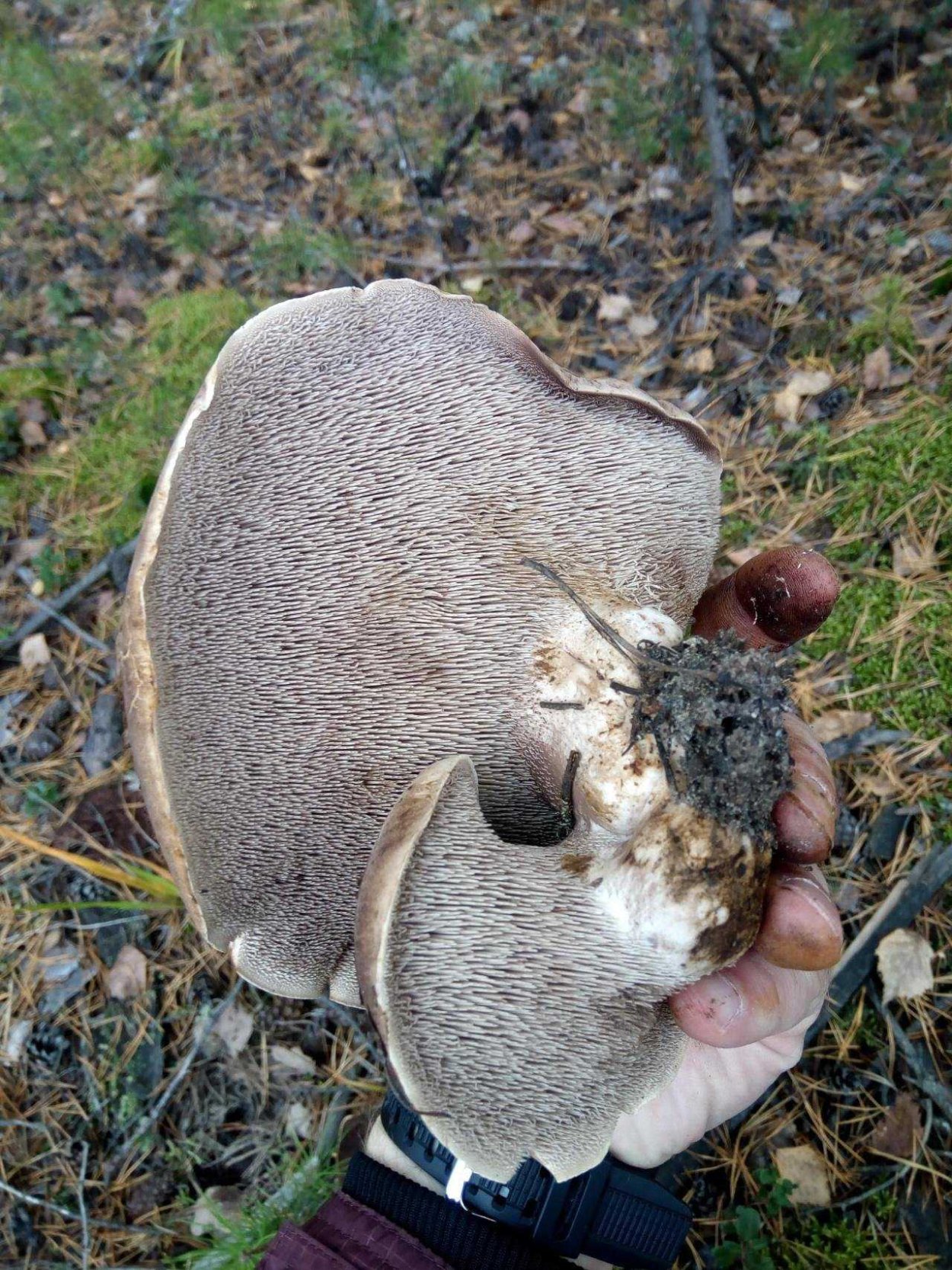 Ежовик пестрый черепитчатый