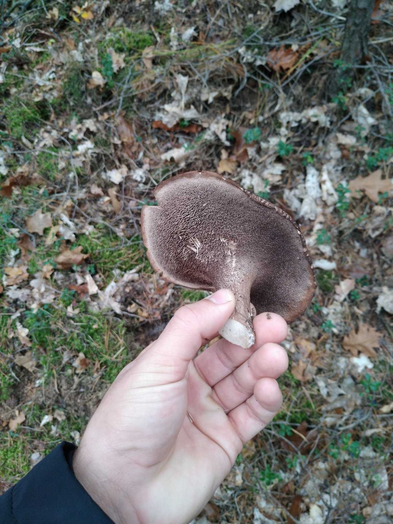 Ежовик пестрый гриб