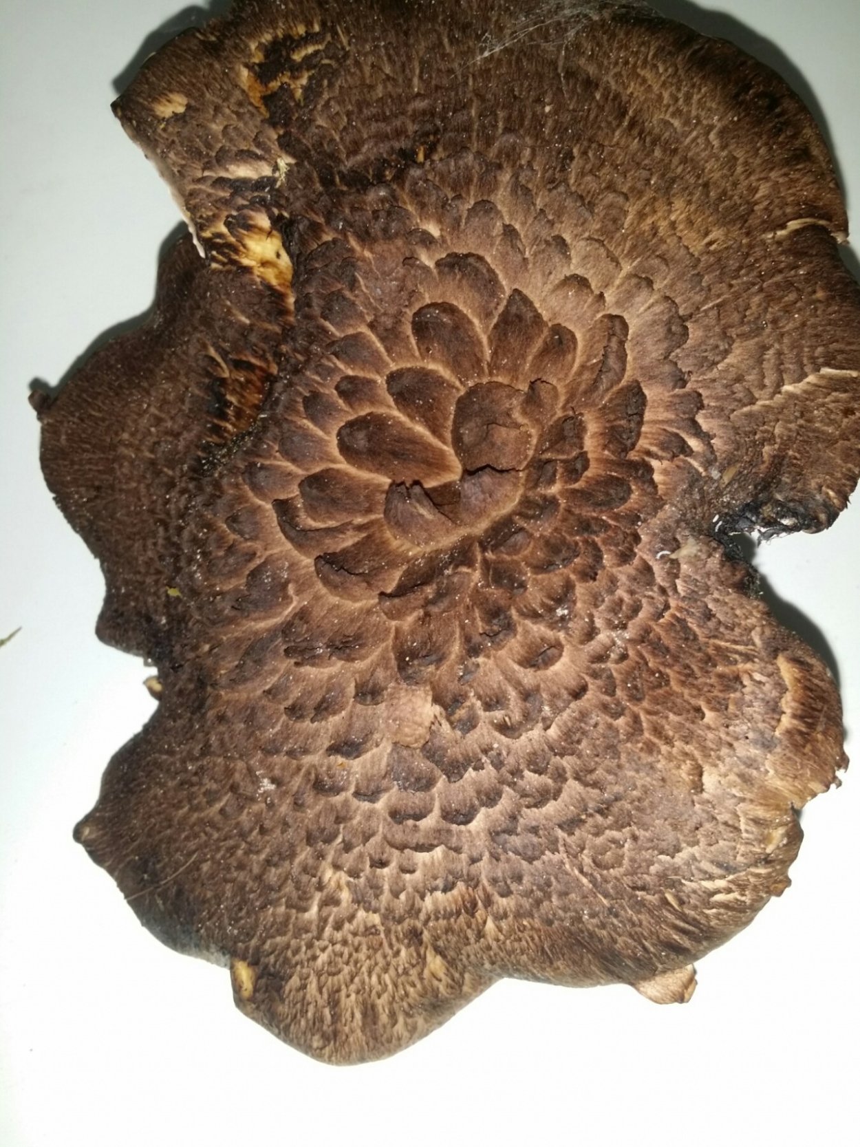 Саркодон черепитчатый