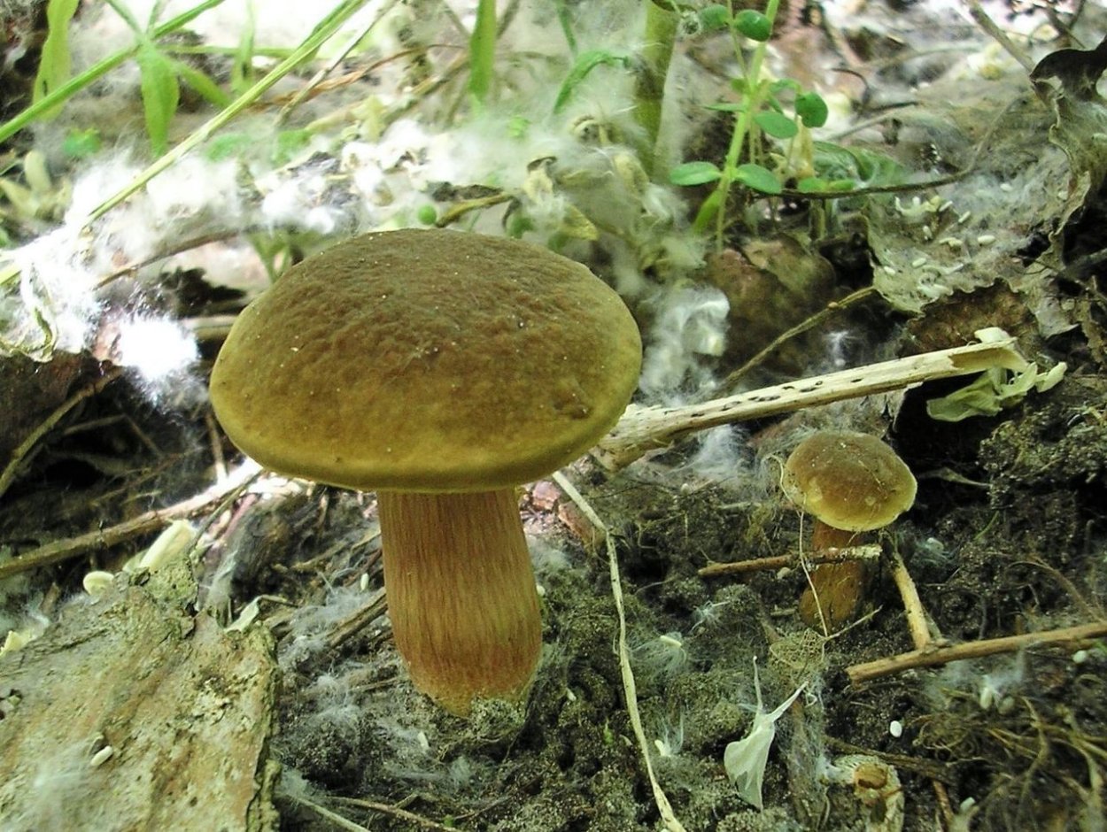 Моховик припорошенный гриб